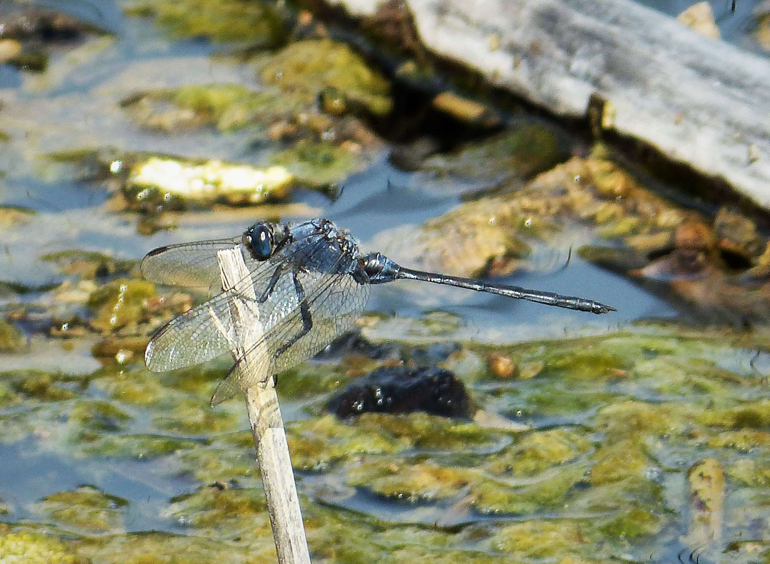 Image of Long Skimmer