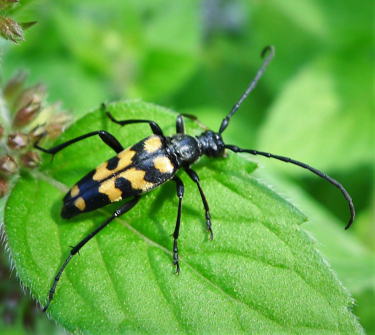 Image of Leptura quadrifasciata Linné 1758