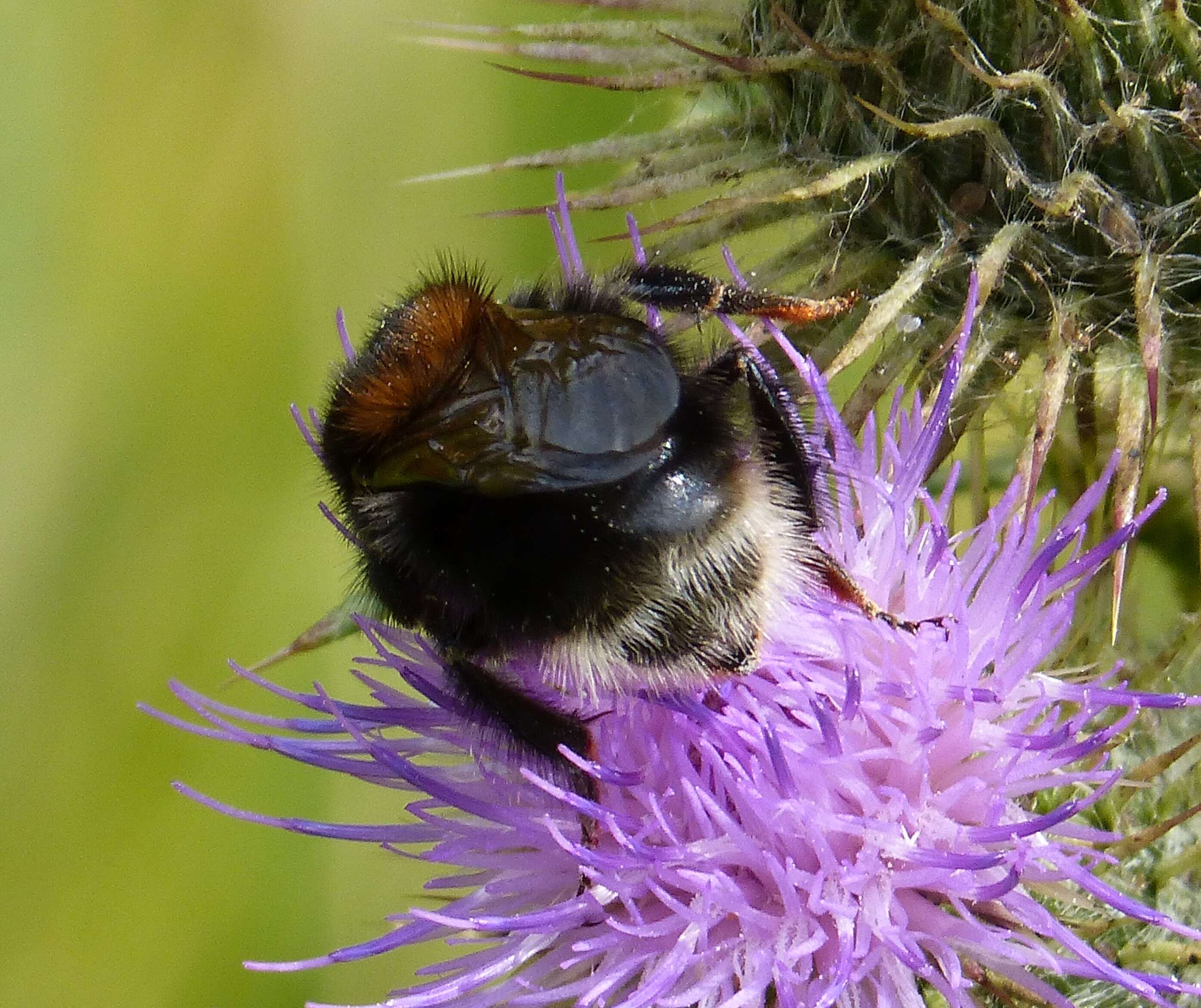 Image of Bombus hypnorum (Linnaeus 1758)