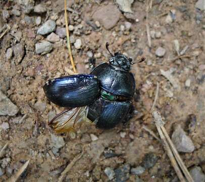 Слика од Anoplotrupes