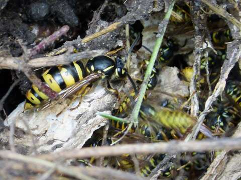 Image of Common wasp