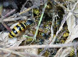 Image of Common wasp