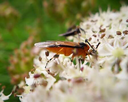 Image of Beet Sawfly