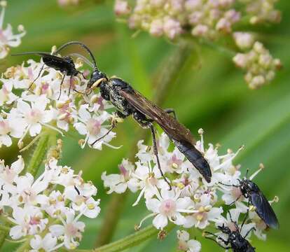 Plancia ëd Ichneumonidae