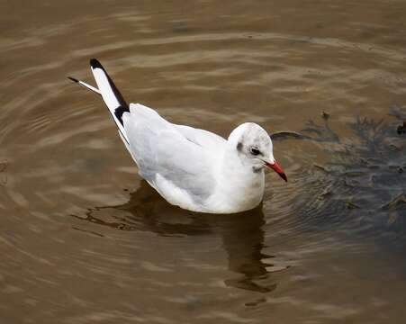 Image of Black-headed Gull