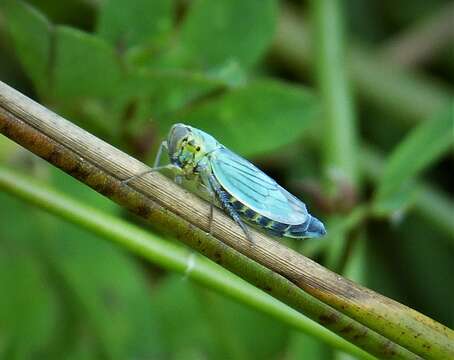 Imagem de Cicadella viridis (Linnaeus 1758)