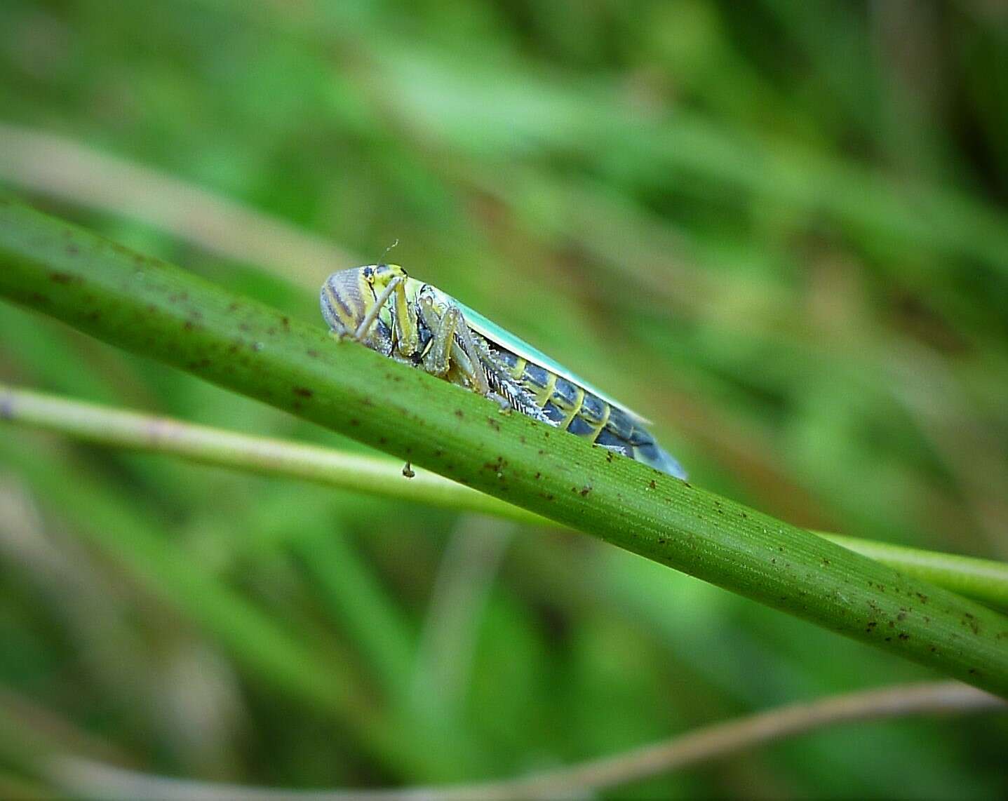 Image of Cicadella viridis (Linnaeus 1758)