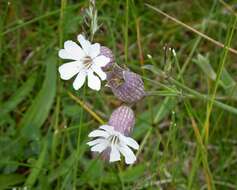 Image of sea campion