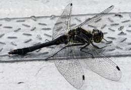 Image of black darter