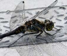 Image of black darter