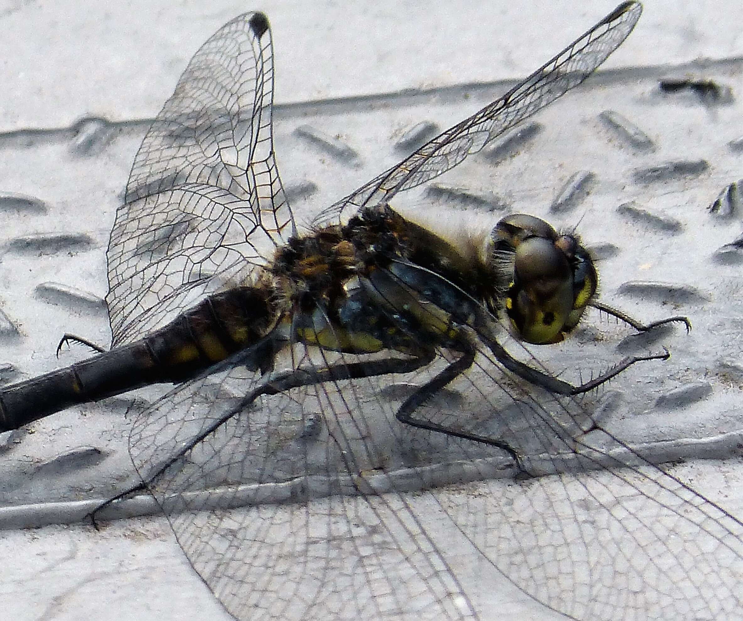 Image of black darter