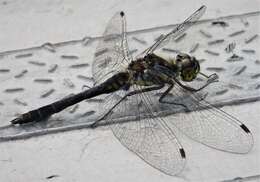 Image of black darter