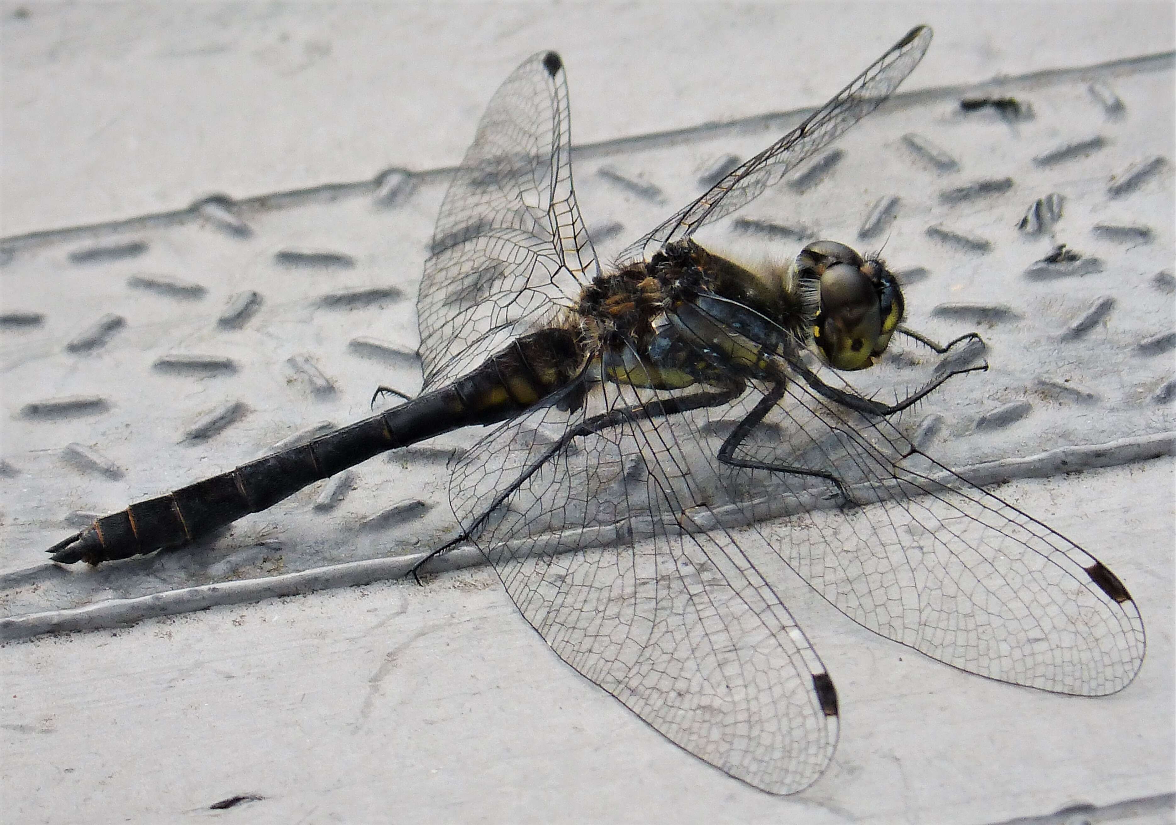 Image of black darter