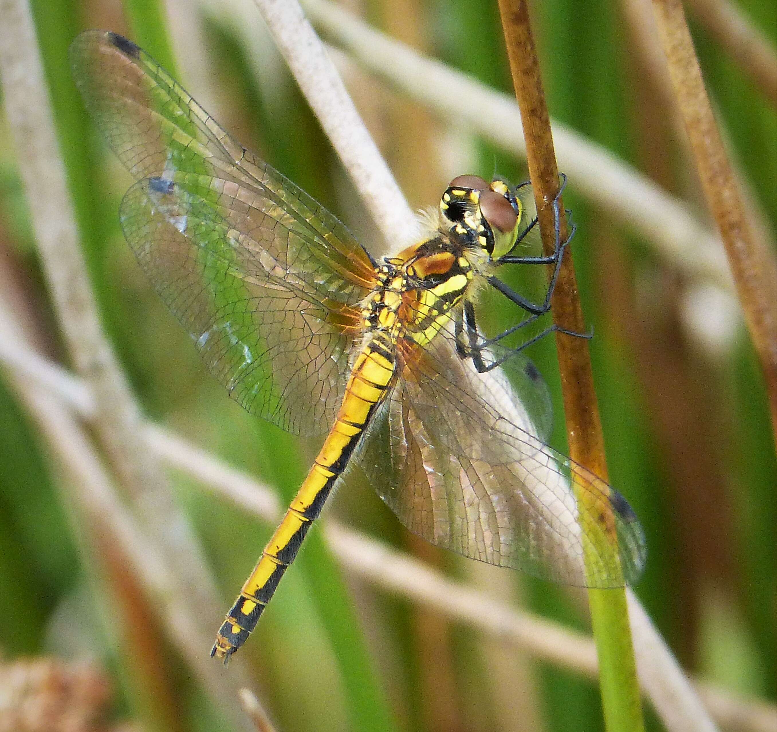 Image of black darter