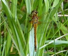 Image of black darter