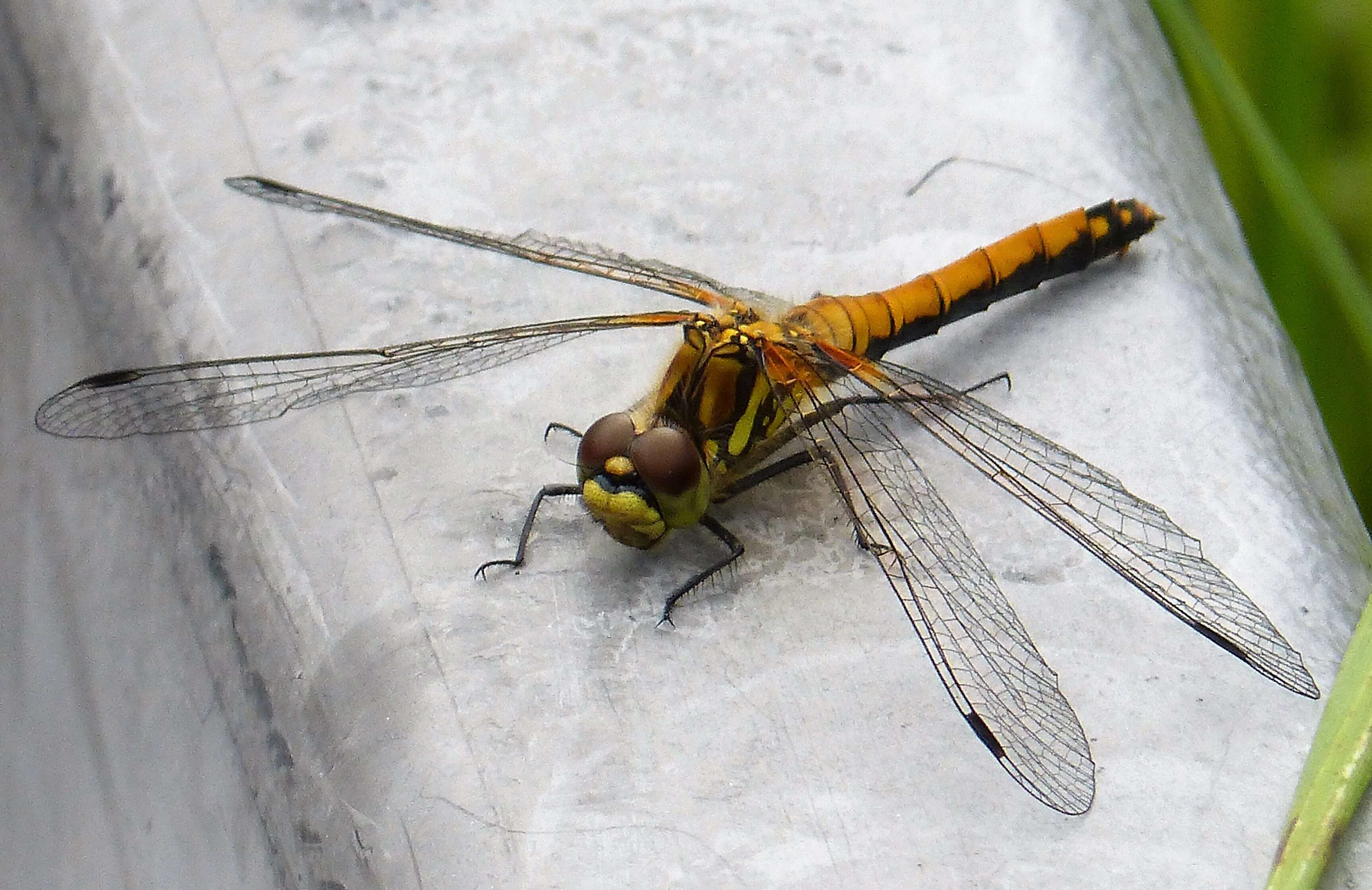 Image of black darter