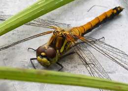 Image of black darter