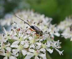 Image of ichneumon wasps