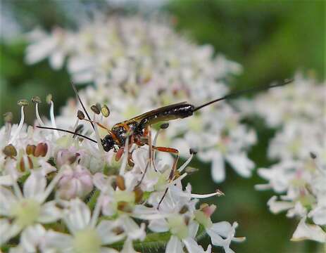 Plancia ëd Ichneumonidae