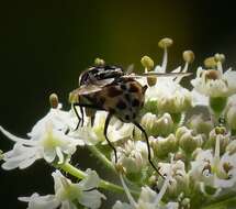 Image of House fly