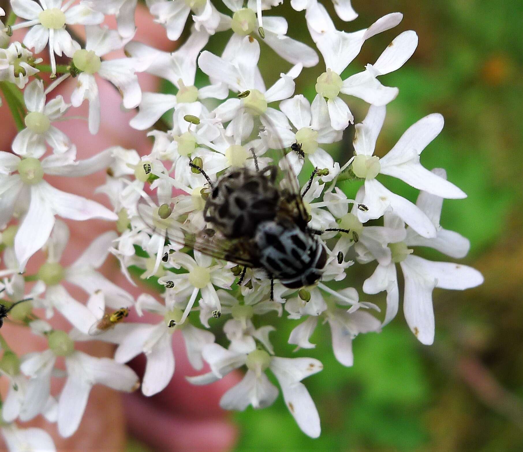 Image of House fly