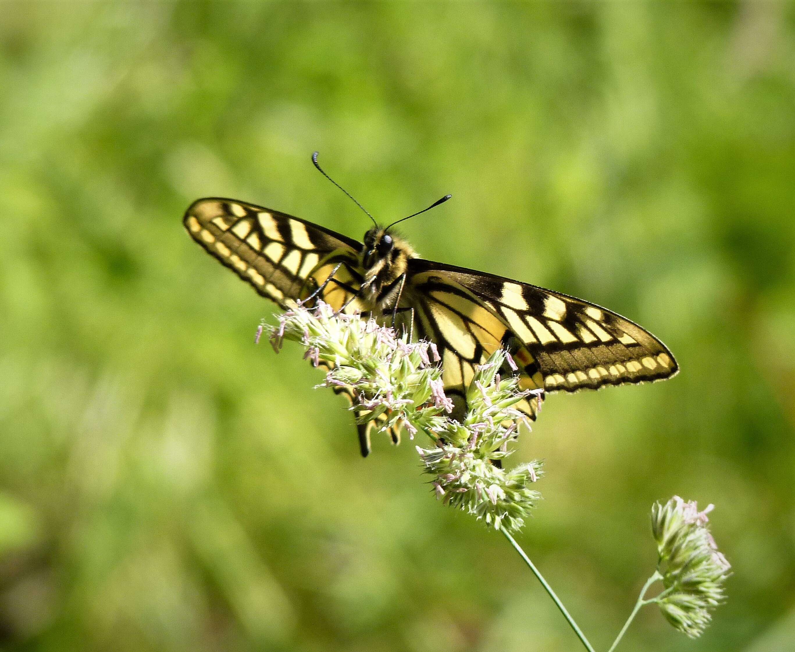 Image of Old World Swallowtail