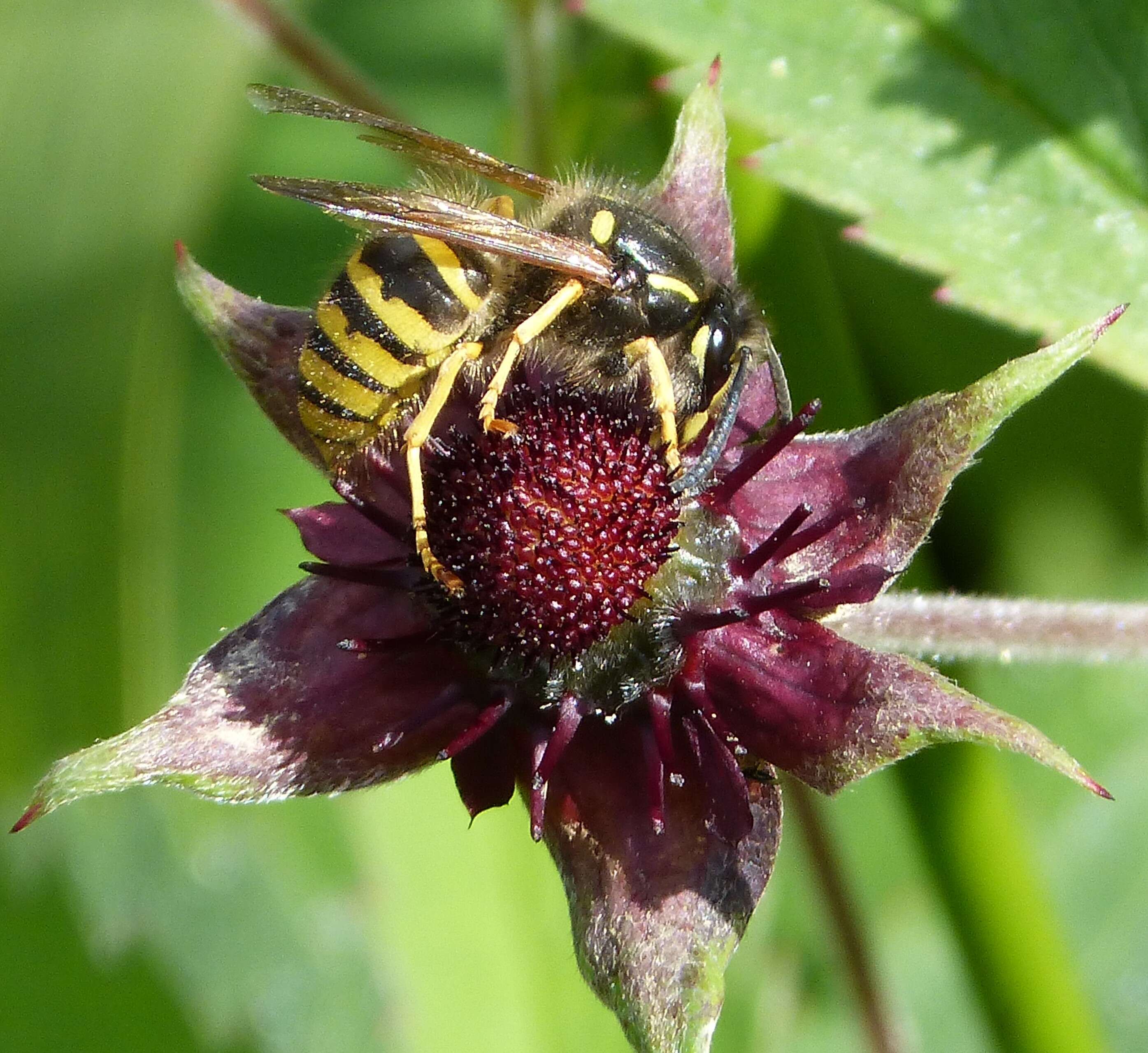 Image of Dolichovespula sylvestris (Scopoli 1763)