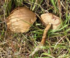 Image of Leccinum holopus (Rostk.) Watling 1960