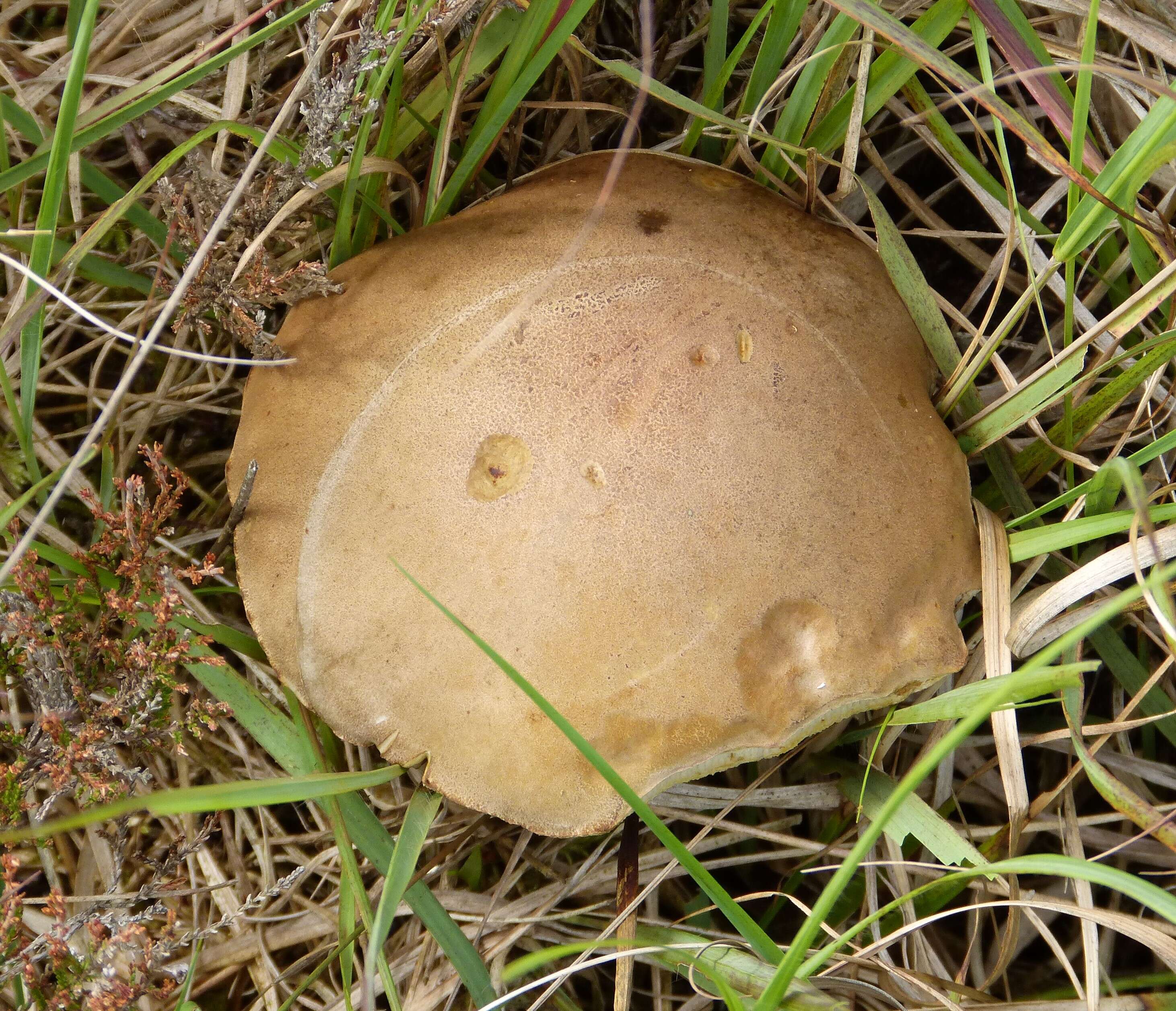 Image of Leccinum holopus (Rostk.) Watling 1960