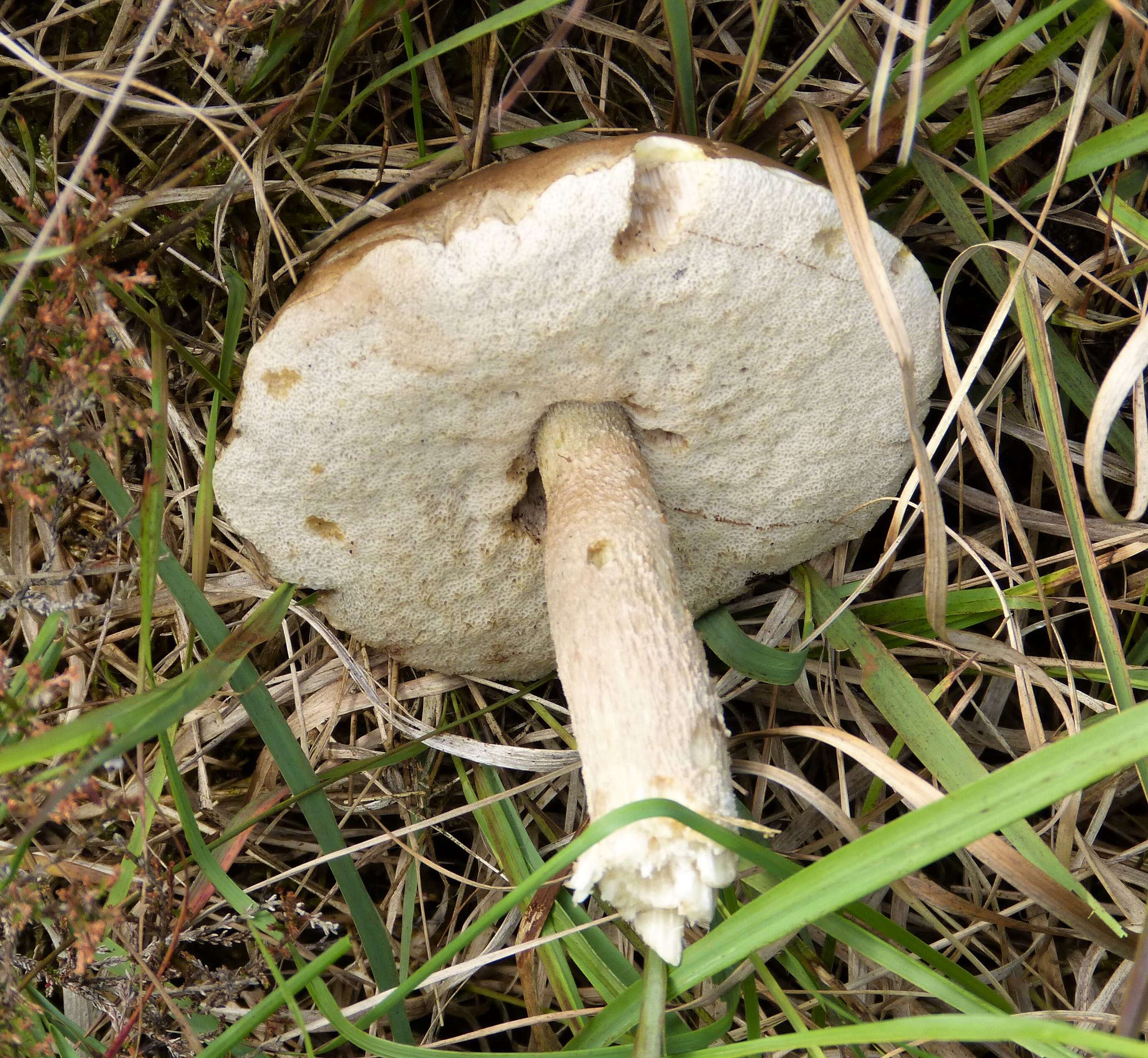 Image of Leccinum holopus (Rostk.) Watling 1960