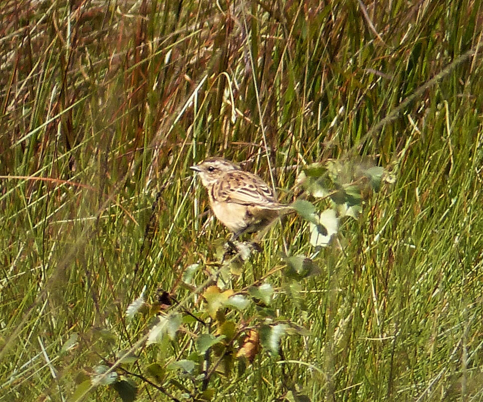 Image of Whinchat