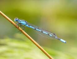 Image of Common Blue Damselfly