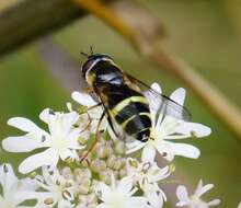 Image of Dasysyrphus tricinctus (Fallen 1817)