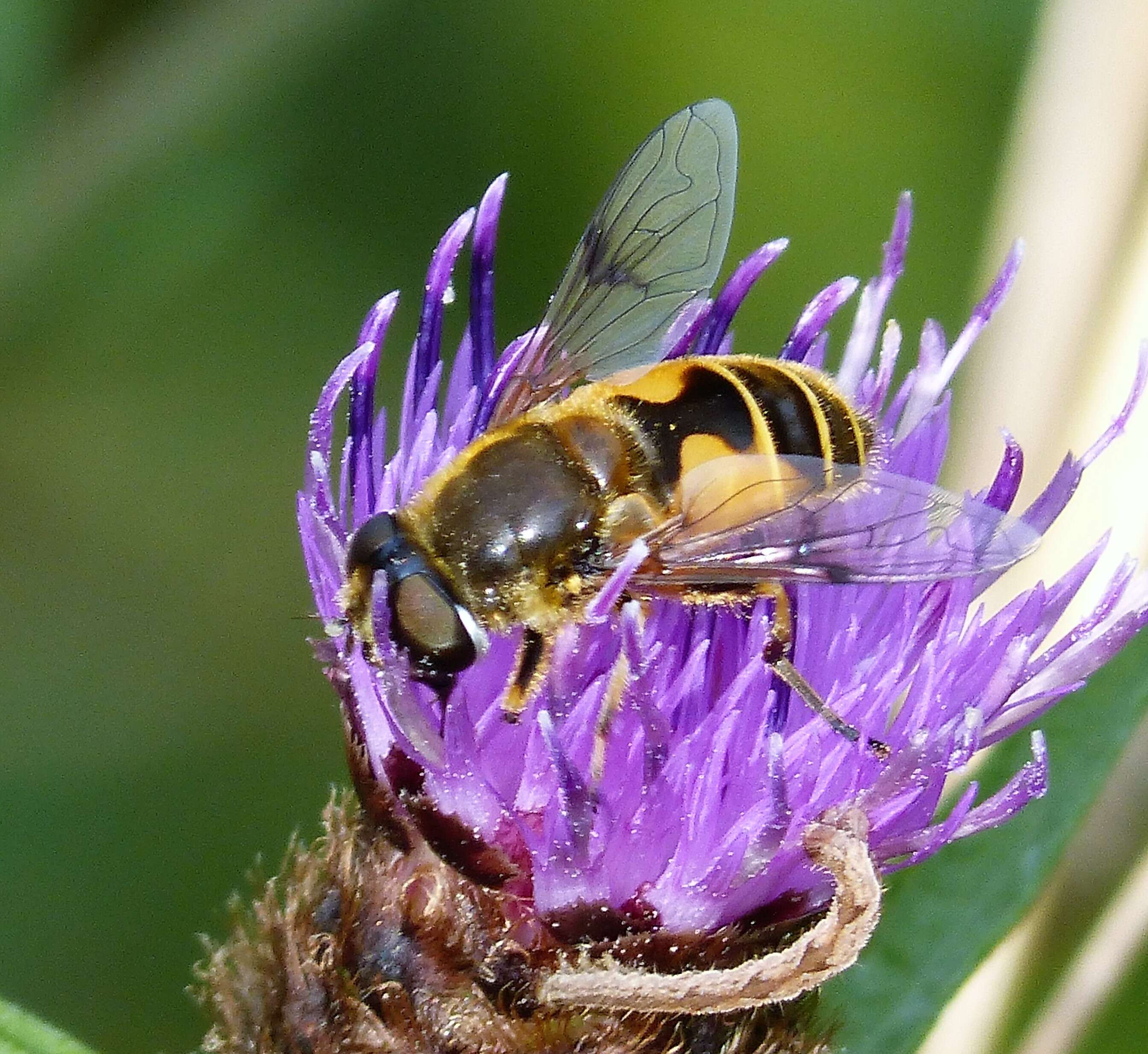 Image of <i>Eristalis horticola</i>