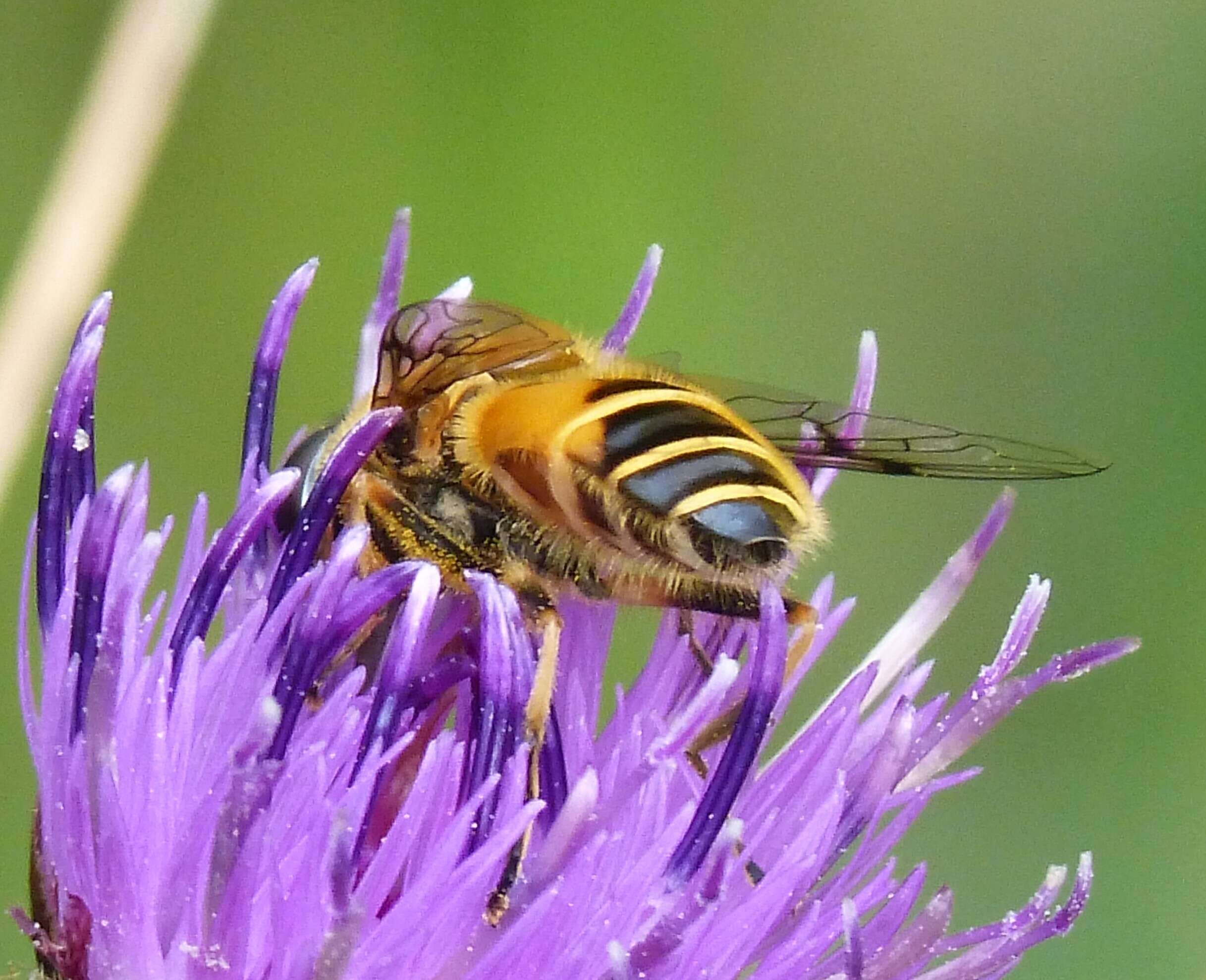 Image of <i>Eristalis horticola</i>