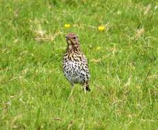 Image of Song Thrush