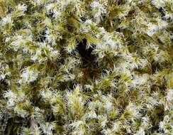 Image of racomitrium moss