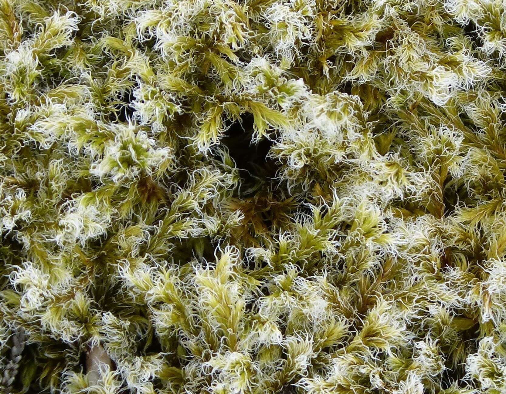 Image of racomitrium moss