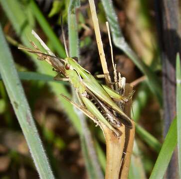 Image of Common green grasshopper