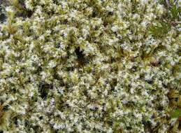 Image of racomitrium moss