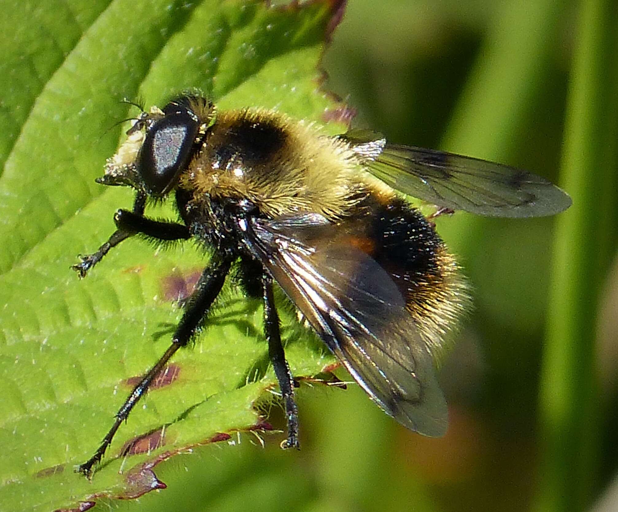 Volucella bombylans (Linnaeus 1758) resmi