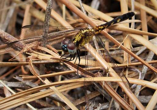 Image of Little Blue Dragonlet