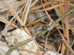 Image of Little Blue Dragonlet