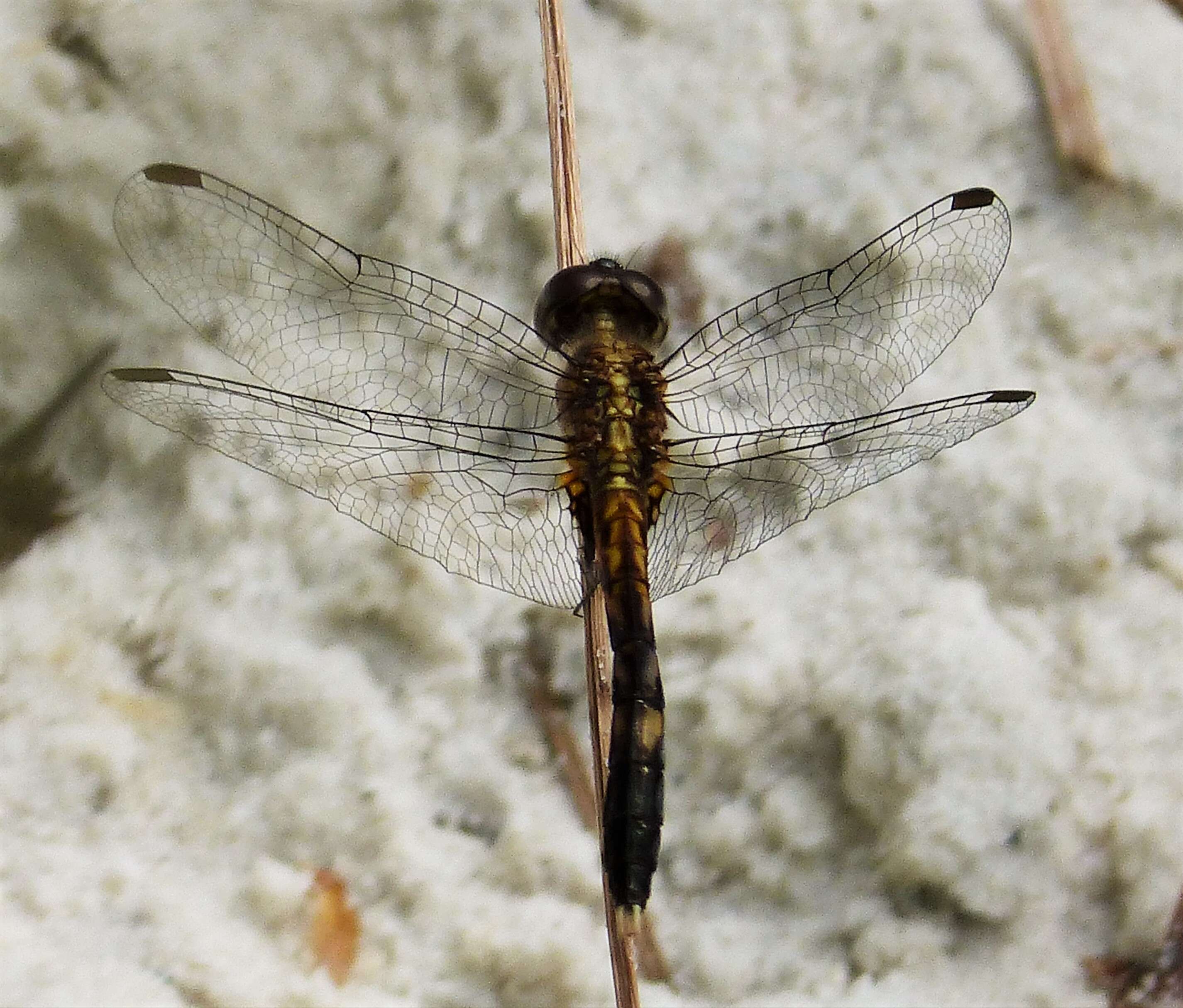 Image of Little Blue Dragonlet