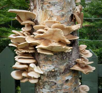 Image of Branched Oyster Mushroom