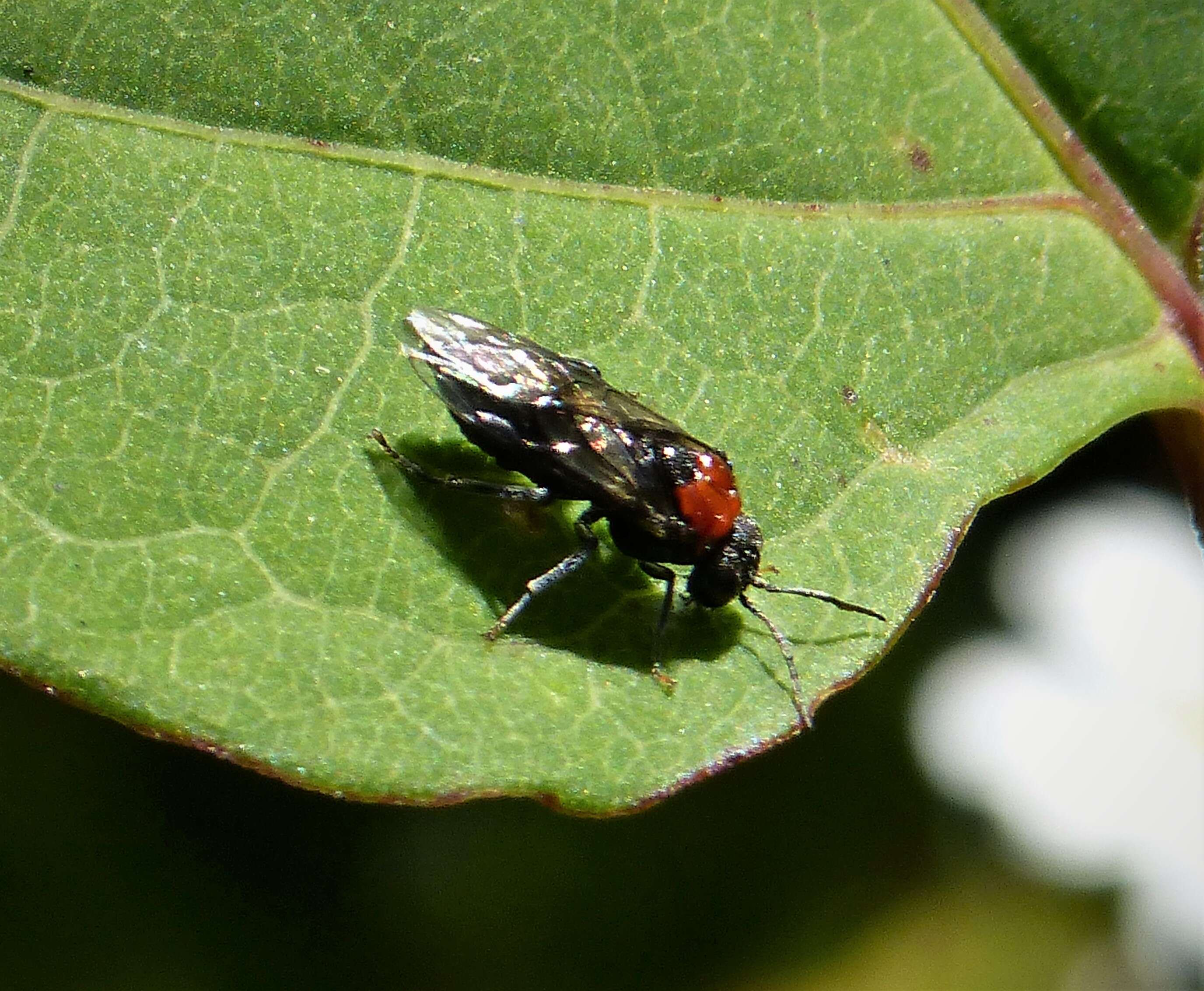 Image de <i>Eriocampa ovata</i>