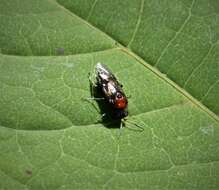 Image of Alder Sawfly