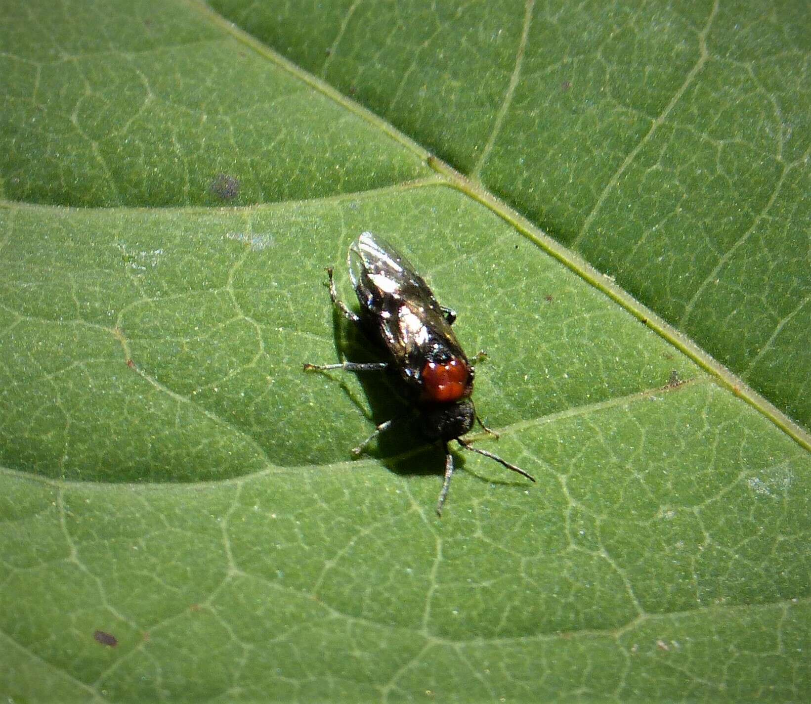 Image de <i>Eriocampa ovata</i>