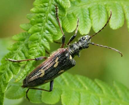 Image of Two-banded longhorn beetle