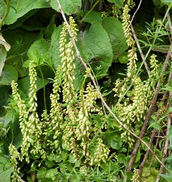 Image of Umbilicus rupestris (Salisb.) Dandy